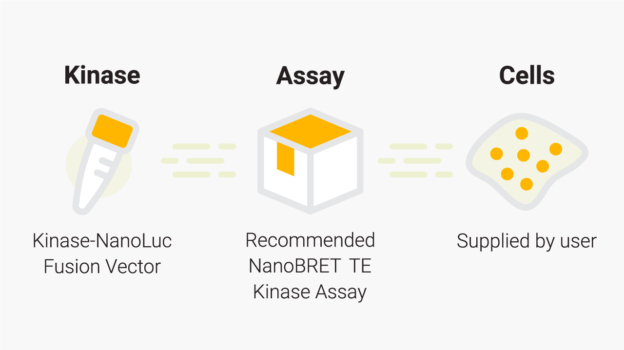 NanoBRET TE Intracellular Kinase Assay requires kinase-NanoLuc fusion vector and cells supplied by user