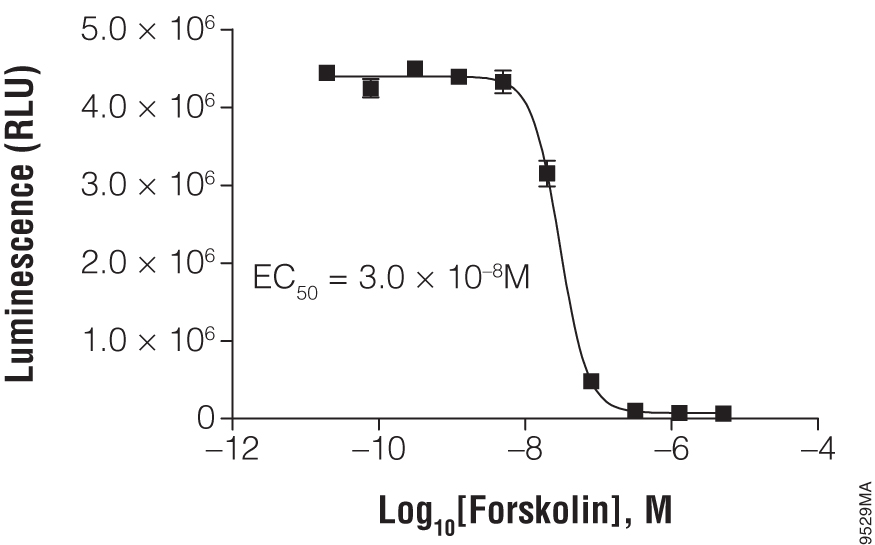 Titration of forskolin using the suspension cell line HEK293