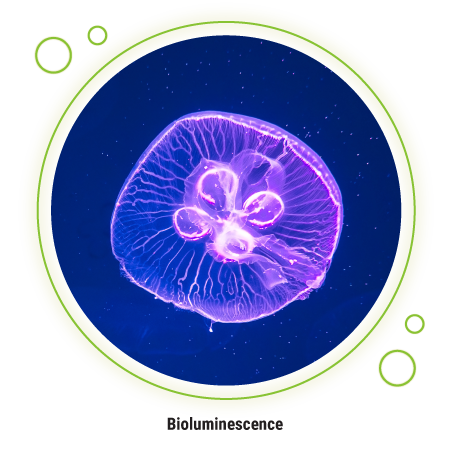 A jellyfish glows purple in the deep sea, an example of a bioluminescent organism.